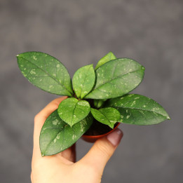 Hoya crassipetiolata 'Splash Round Leaf' ⌀6 cm | Tomaszewski