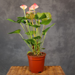 Anturium 'Princess Amalia Elegance' ⌀17 cm | Tomaszewski