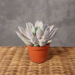 Pachyphytum 'Draco' ⌀8,5 cm | Tomaszewski