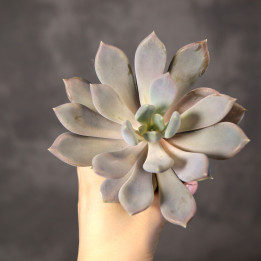 Pachyphytum 'Draco' ⌀8,5 cm | Tomaszewski