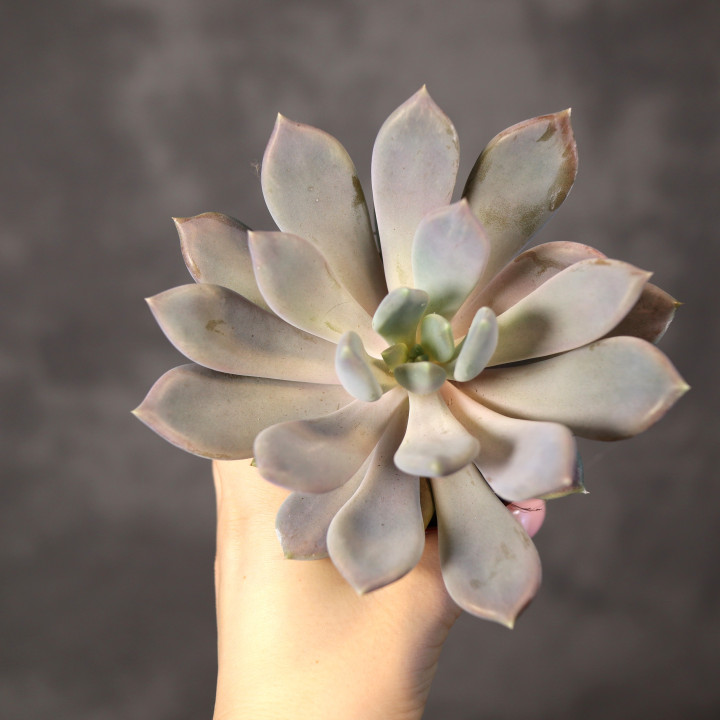 Pachyphytum 'Draco' ⌀8,5 cm | Tomaszewski