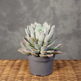 Pachyphytum 'Draco' ⌀13 cm | Tomaszewski