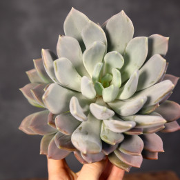 Pachyphytum 'Draco' ⌀13 cm | Tomaszewski