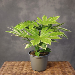 Fatsja japońska 'Variegata' ⌀14 cm | Tomaszewski