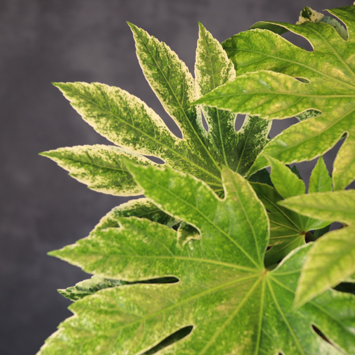 Fatsja japońska 'Variegata' ⌀14 cm | Tomaszewski