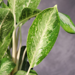 Aglaonema 'Anouk' ⌀17 cm | Tomaszewski