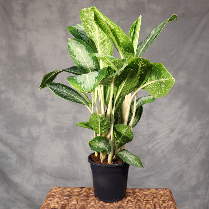 Aglaonema 'Anouk' ⌀17 cm | Tomaszewski
