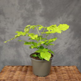 Radermachera sinica 'Revigolden' ⌀14 cm | Tomaszewski