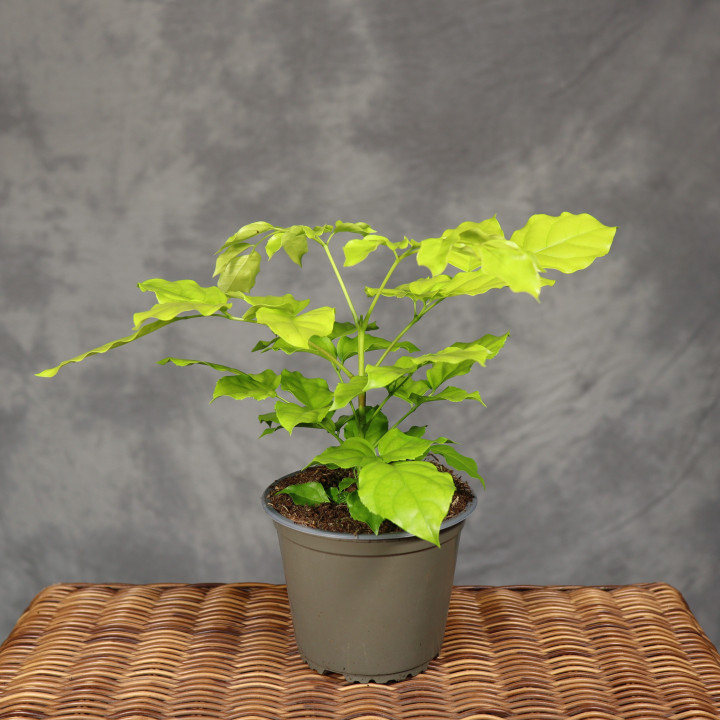 Radermachera sinica 'Revigolden' ⌀14 cm | Tomaszewski