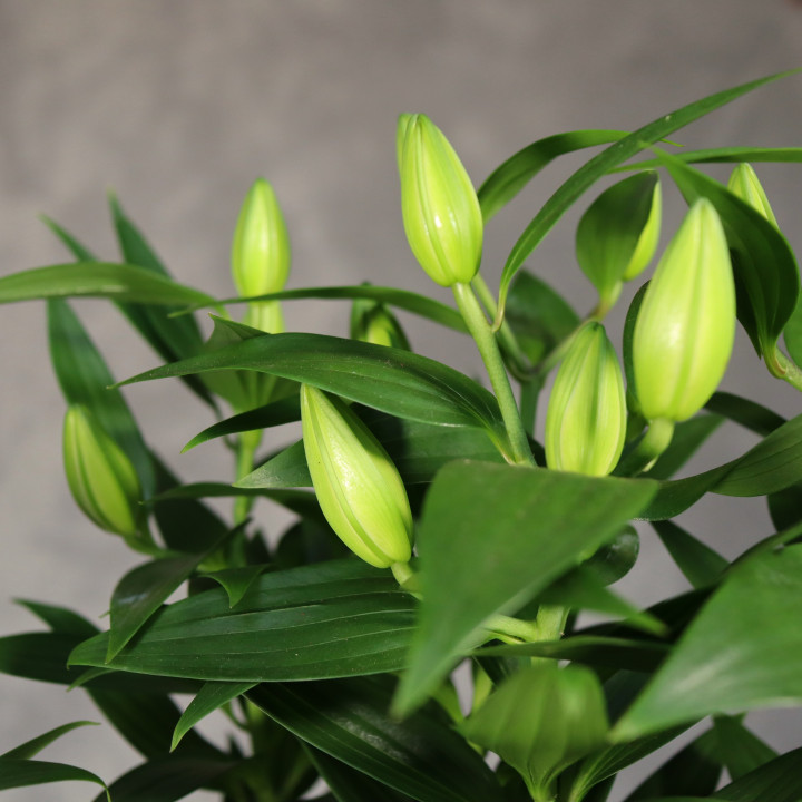 Lilia orientalna różowa ⌀19 cm | Tomaszewski