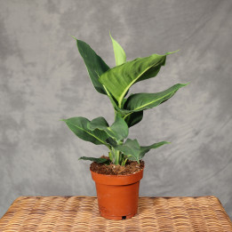 Dieffenbachia 'Green Magic' ⌀12 cm | Tomaszewski