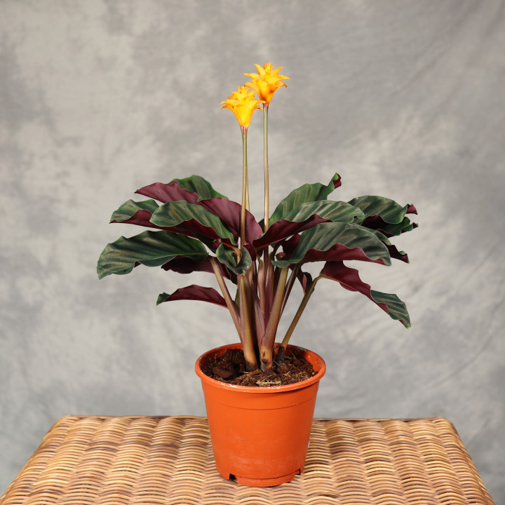 Calathea crocata ⌀14 cm | Tomaszewski