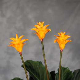 Calathea crocata ⌀14 cm | Tomaszewski