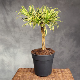 Dracena 'Song of India' ⌀21 cm – pleciony pień | Tomaszewski