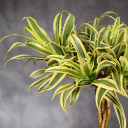 Dracena 'Song of India' ⌀21 cm – pleciony pień | Tomaszewski