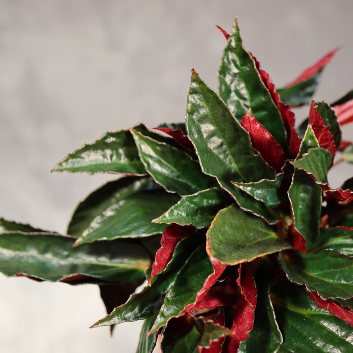 Begonia hatacoa var. rubrifolia | Tomaszewski