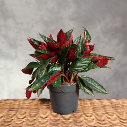 Begonia hatacoa var. rubrifolia | Tomaszewski