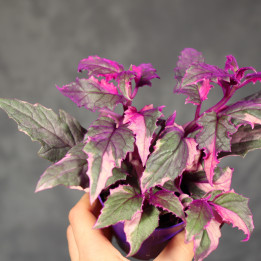 Ginura pomarańczowa 'Variegata' ⌀7 cm | Tomaszewski