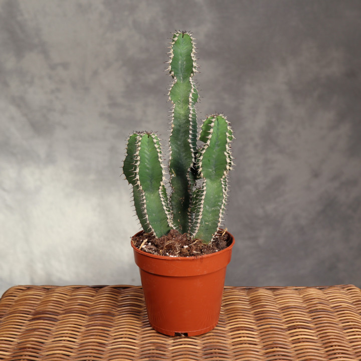 Euphorbia polygona ⌀12 cm | Tomaszewski