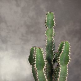 Euphorbia polygona ⌀12 cm | Tomaszewski