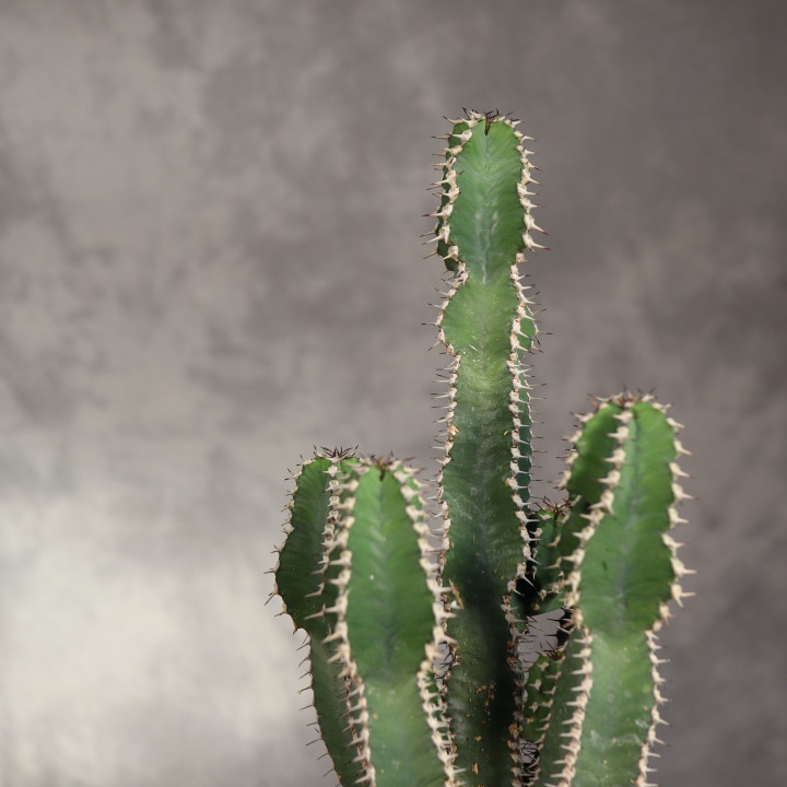 Euphorbia polygona ⌀12 cm | Tomaszewski