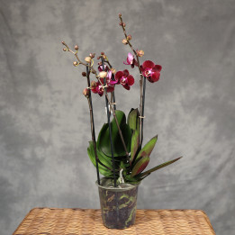 Storczyk 4-pędowy 'Cartagena' bordowy Phalaenopsis | Tomaszewski