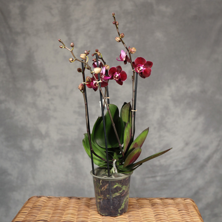 Storczyk 4-pędowy 'Cartagena' bordowy Phalaenopsis | Tomaszewski