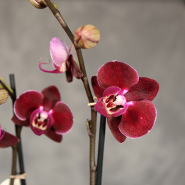 Storczyk 4-pędowy 'Cartagena' bordowy Phalaenopsis | Tomaszewski