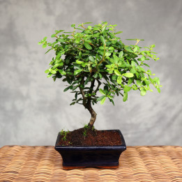 Pyracantha - Drzewko Bonsai | Tomaszewski