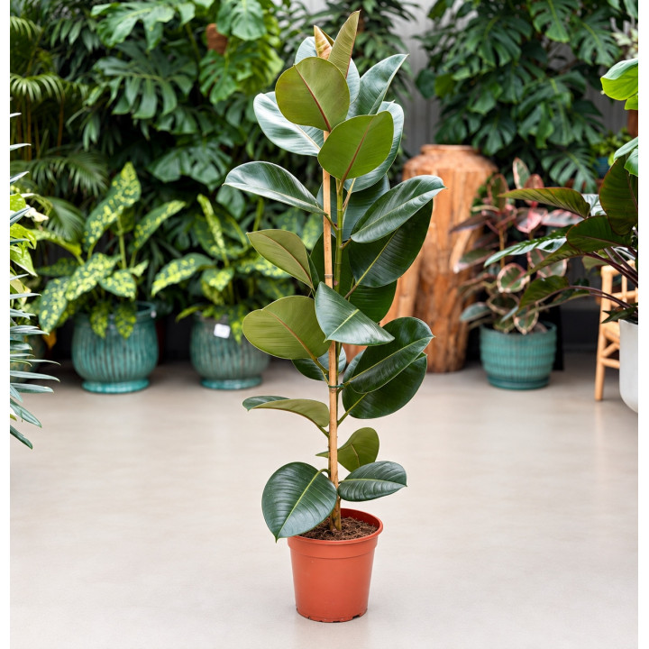 Fikus 'Robusta' ⌀24 cm | Tomaszewski