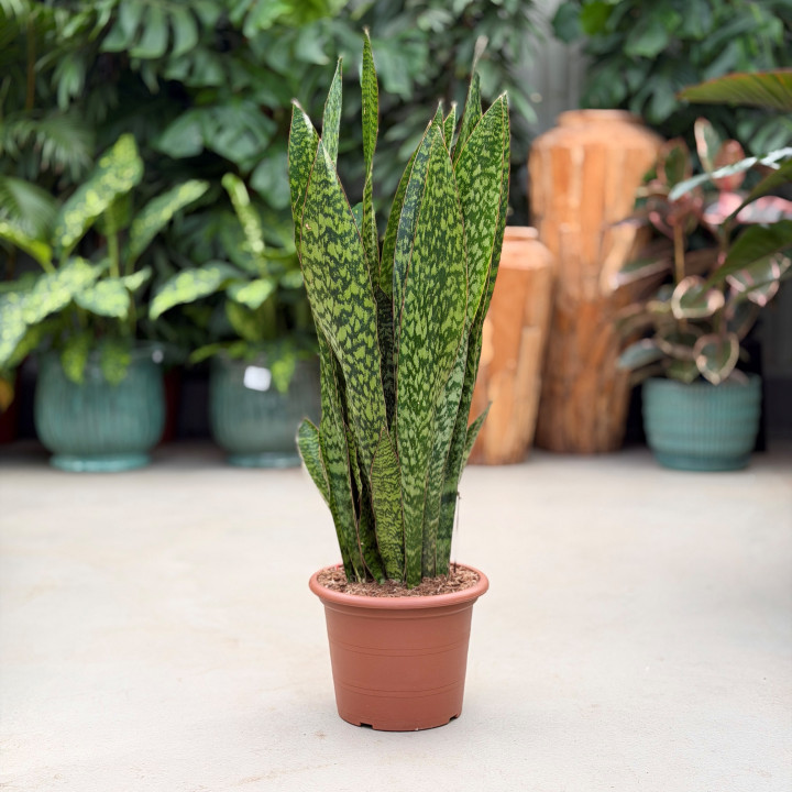 Sansevieria trifasciata 'Jaboa' ⌀30 cm | Tomaszewski