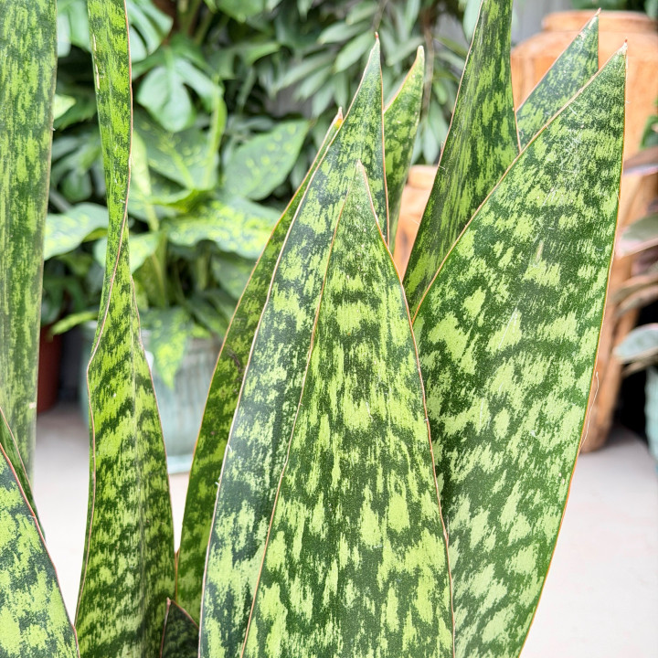Sansevieria trifasciata 'Jaboa' ⌀30 cm | Tomaszewski