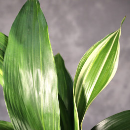 Aspidistra wyniosła 'Variegata' ⌀15 cm | Tomaszewski