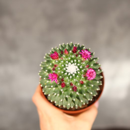 Mammillaria Kaktus kwitnący ⌀10,5 cm | Tomaszewski