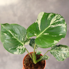 Monstera deliciosa 'Bulbasaur' kolekcjonerska | Tomaszewski