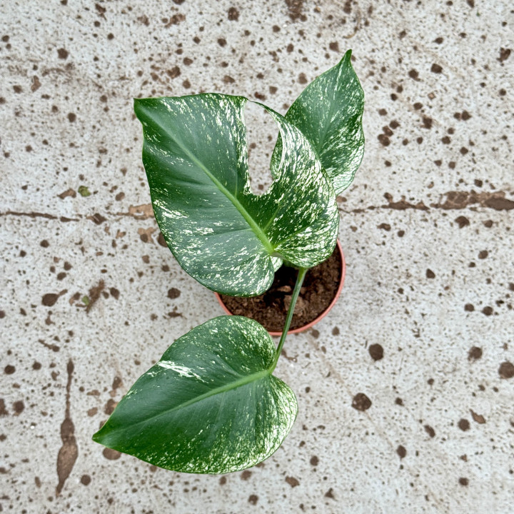 Monstera 'Devil Monster' kolekcjonerska ⌀12 cm | Tomaszewski