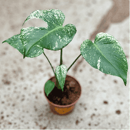 Monstera 'Devil Monster' kolekcjonerska ⌀12 cm | Tomaszewski