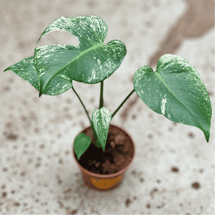 Monstera 'Devil Monster' kolekcjonerska ⌀12 cm | Tomaszewski