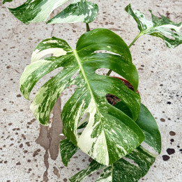 Monstera deliciosa 'Variegata' ⌀ 15 cm | Tomaszewski