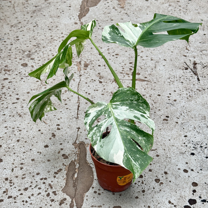 Monstera deliciosa 'Variegata' ⌀ 15 cm | Tomaszewski