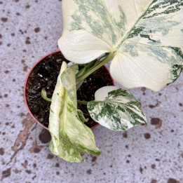 Monstera 'Crème Brûlée' Variegata ⌀ 12 cm | Tomaszewski