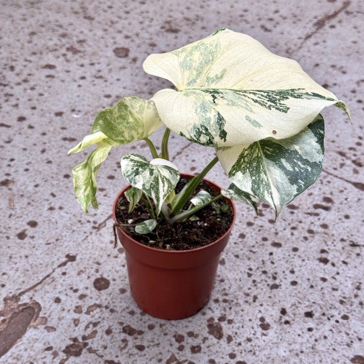 Monstera 'Crème Brûlée' Variegata ⌀ 12 cm | Tomaszewski