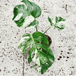 Monstera deliciosa 'Variegata' ⌀ 15 cm | Tomaszewski