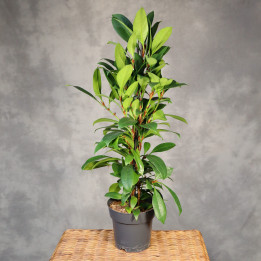 Ficus cyathistipula 'Compacta' – fikus | Tomaszewski