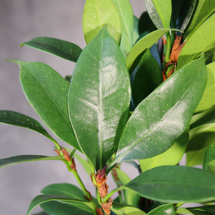 Ficus cyathistipula 'Compacta' – fikus | Tomaszewski