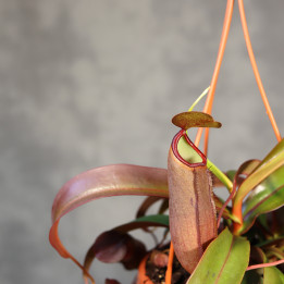 Nepenthes 'Rebecca Soper' – dzbanecznik | Tomaszewski