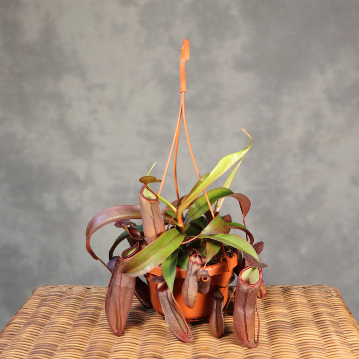 Nepenthes 'Rebecca Soper' – dzbanecznik | Tomaszewski