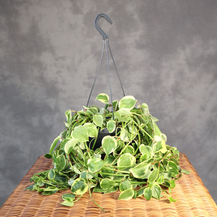 Peperomia scandens 'Variegata' donica wisząca | Tomaszewski
