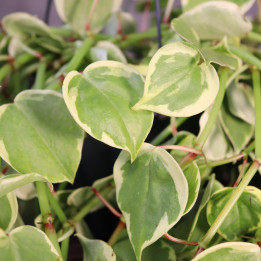Peperomia scandens 'Variegata' donica wisząca | Tomaszewski