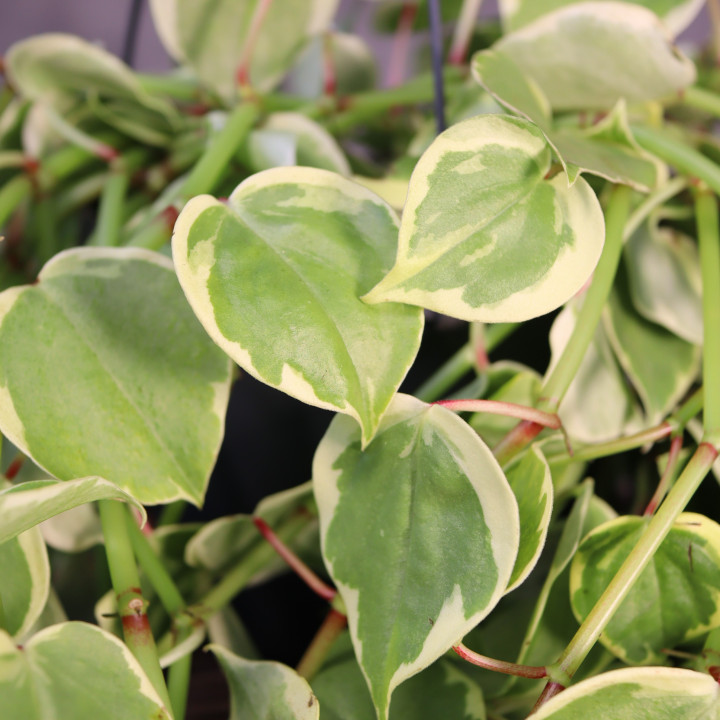 Peperomia scandens 'Variegata' donica wisząca | Tomaszewski